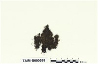 藏品(同葉苔屬)的圖片